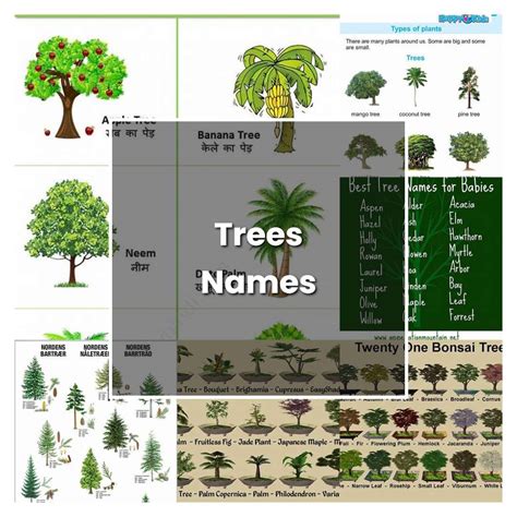 How To Grow Trees Names Plant Care And Tips Norwichgardener