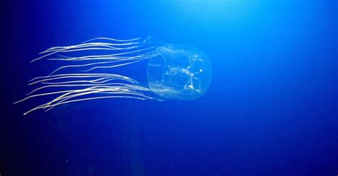 Australian Scientists Find Antidote For Lethal Box Jellyfish Sting