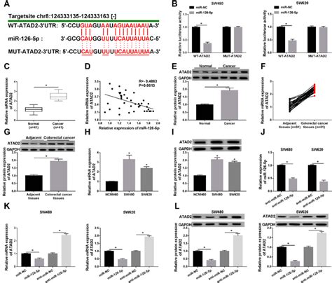 atad2 is a target of mir 126 5p in crc cells a the binding region of download scientific