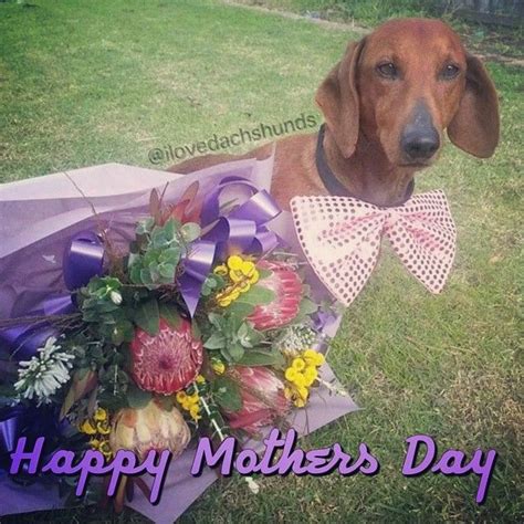 List 103 Pictures Happy Mothers Day With Dog Images Completed 102023