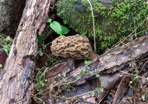 Morchella esculenta | Western Pennsylvania Mushroom Club
