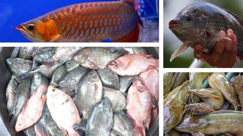 Indonesia merupakan salah satu negara dengan biodiversitas tertinggi di dunia. Jenis-jenis Ikan Air Tawar Populer untuk Hias dan Konsumsi