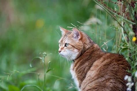 While the great outdoors truly awakens the wild hunting instinct present in all cats and makes for a more interesting existence, a cat that is allowed to roam freely outside may not survive to old age. A Smooth Indoor Cat to Outdoor Cat Transition in 5 Steps ...