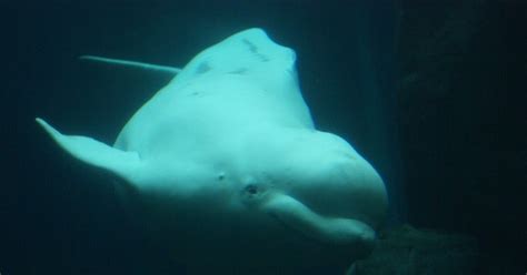 Georgia Aquariums Beluga Whale Capture Comes Under Fire