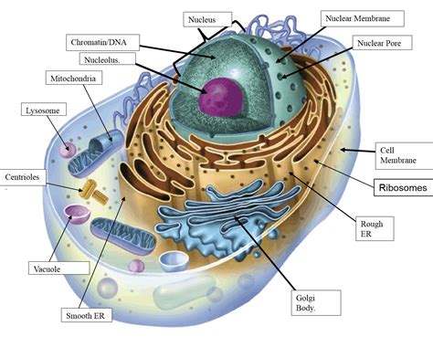 Animal Cell Diagram Not Labeled