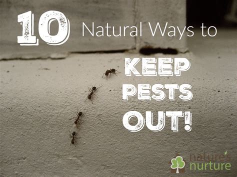 How To Keep Pests Out Of Your Garden Naturally Garden Likes