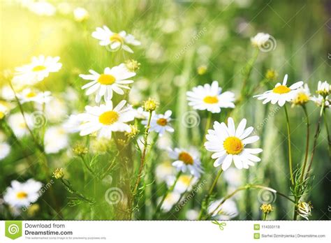 Camomile Flowers On Green Meadow In Summer Background With Summer