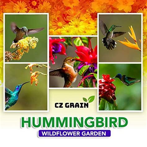 Hummingbird Wildflower Seed Mix Perennial Garden For Hu