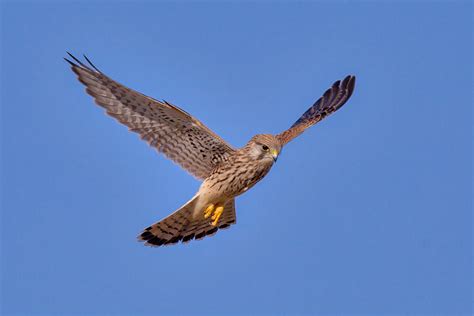 Fileturmfalke Falco Tinnunculus Wikimedia Commons