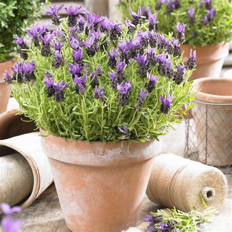 Aus einem beschluss von bund und ländern vom 15. Die besten Lavendelsorten für Garten und Balkon | Lavendel ...