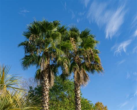 How To Care For A Washingtonia Palm Tree Hunker