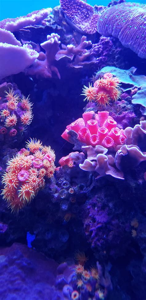 1080p Free Download Reef Aquarium Aquatic Blue Coral Nature