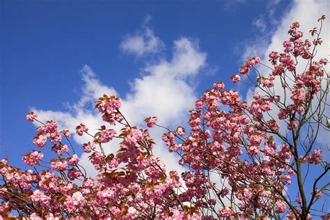 Cherry Blossoms Himel Clouds · Free Photo On Pixabay