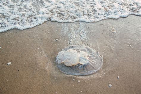 Everything You Need To Know About Jellyfish And Jellyfish Stings — Isla