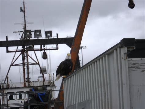 What boat sunk in deadliest catch? Dutch Harbor Dirt to Nome Dirt: Deadliest Catch Boats at ...