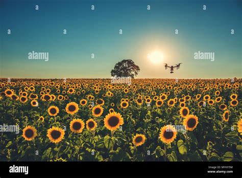 Flying Drone And Sunflower Field Stock Photo Alamy