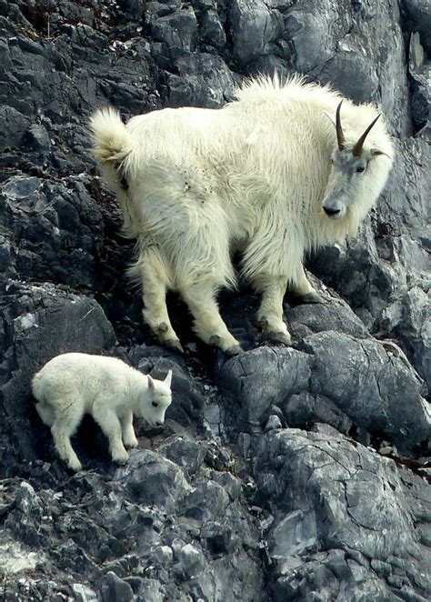 The Amazing Hooves Of Mountain Goats Mudfooted