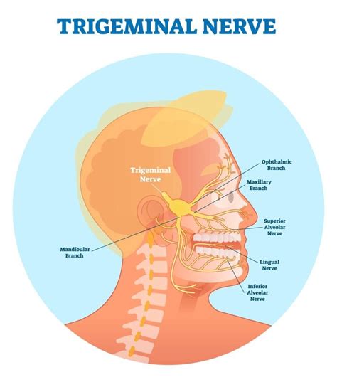 Facial Nerve Pain From Telegraph