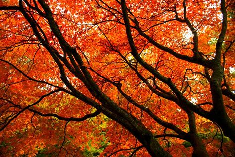 Orange Autumn Branches Flickr Photo Sharing