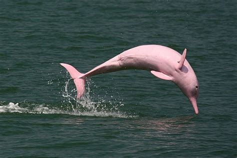 Meet The Pink Amazon River Dolphins These Beautiful Creatures Do