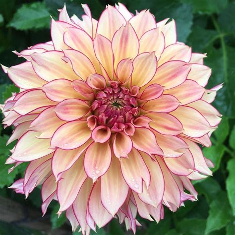 Kristine Albrecht Dahlias On Instagram “this Unnamed Second Year