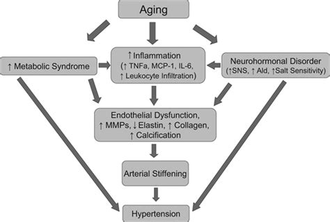 Aging Arterial Stiffness And Hypertension Hypertension