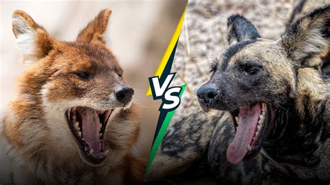 Dhole Vs African Wild Dog Can You Tell Them Apart Youtube