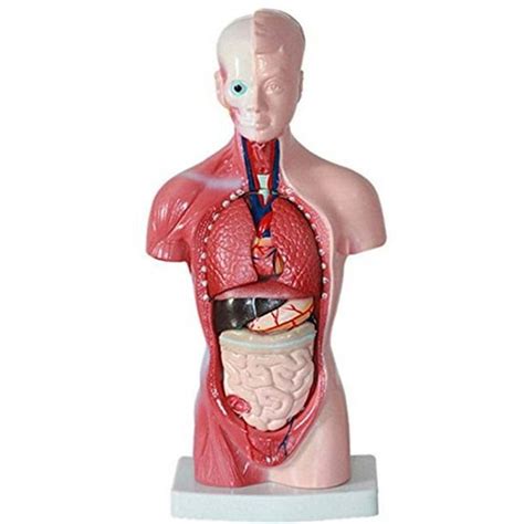 Torso Anatomy Diagram Sagittal Plane Homo Sapiens Torso Anatomy Human Body Endocrine System