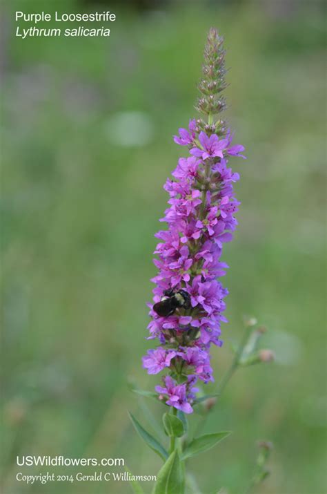 The plants do well too, because the soil is built up and free from weeds. US Wildflower - Purple Loosestrife, Rosy Strife, Kill Weed ...