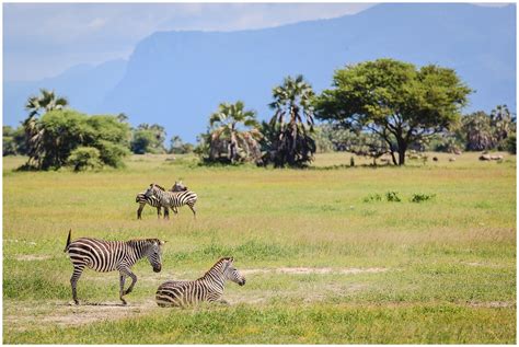 Tanzania Travel Photography | Tarangire National Park - Kristen Vota Photography