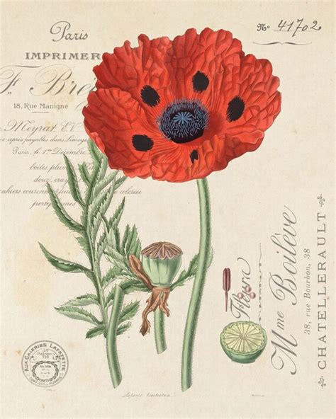 Vintage French Poppy No3 Botanical Print Giclee By Bellebotanica