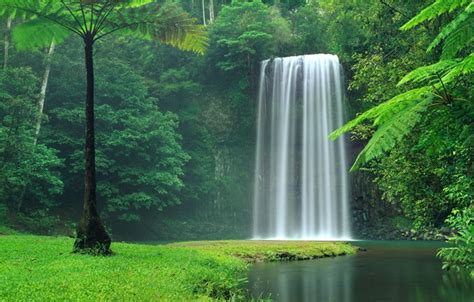 Wallpaper Grass Forest River Trees Nature Water Waterfall Lush