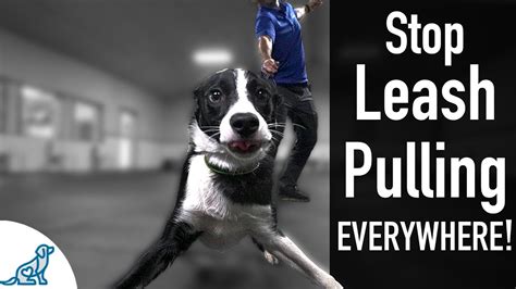 How To Teach Your Dog Not To Pull On The Leash Ever Youtube