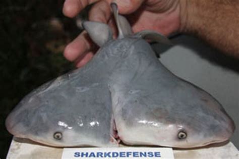 Massive Spike In Two Headed Sharks Worries Scientists Who Say Its