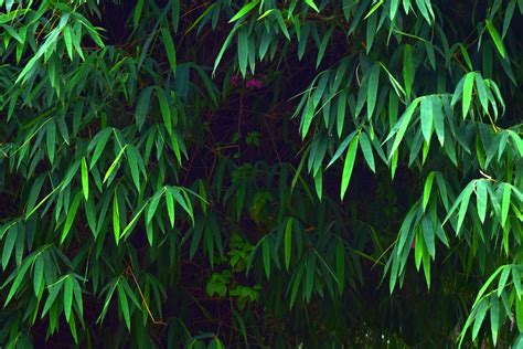 Bamboo Leaves Free Stock Photo Public Domain Pictures