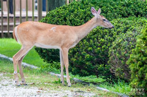 If food is scarce enough, deer have been known to eat almost anything. Deer proof gardens: 4 sure-fire ways to keep deer out of ...