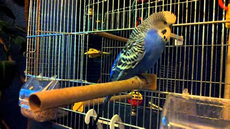 English Ollie The Talking Budgie Youtube