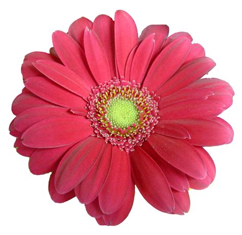 Pink daisy flower clipart free clipart images. Free Daisy Flower Cliparts, Download Free Daisy Flower ...