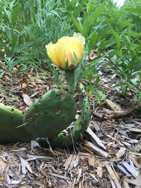 Our Michigan Cactus Is Finally Blooming Rgardening