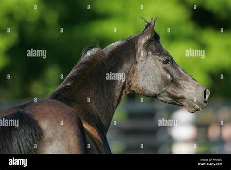 Horse Ears Pricked Hi Res Stock Photography And Images Alamy