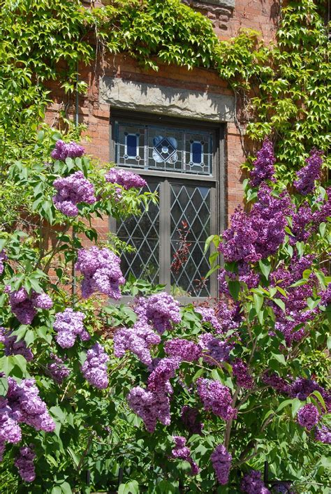 Maybe you would like to learn more about one of these? Lilac Bush Roots - Is Planting Lilacs Near Foundations Ok
