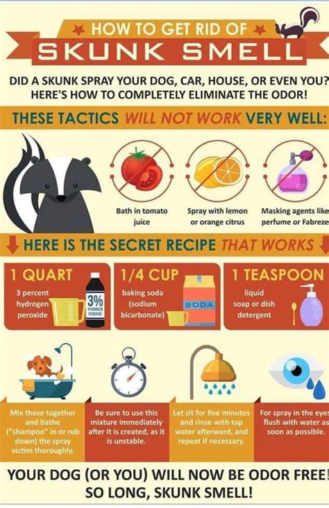 Maybe you would like to learn more about one of these? Pin by Lisa Hillman Mansell on Yorkie "Good to Know" Board ...