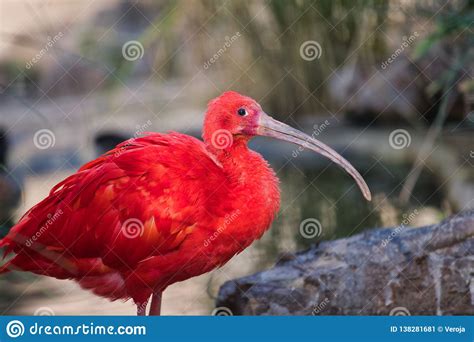 Portrait Of Scarlet Ibis Eudocimus Ruber A Species Of Ibis In The Bird