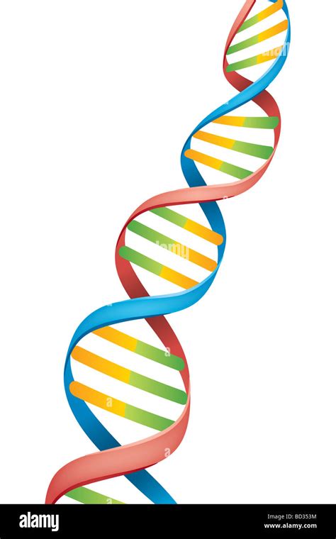 Vector Illustration Of A Double Helix Dna Strand Stock Photo Alamy