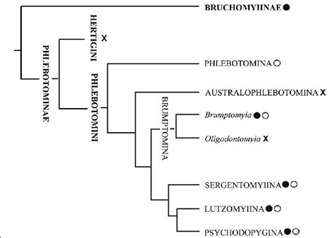 Phylogenetic Tree Of The Family Psychodidae Including The Different Download Scientific Diagram