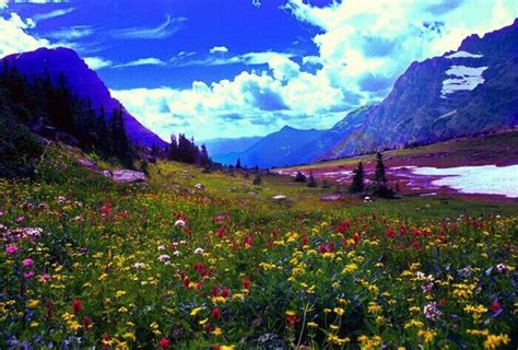 Rocky Mountain Wildflowers Bing Images Rocky Mountains Mountains