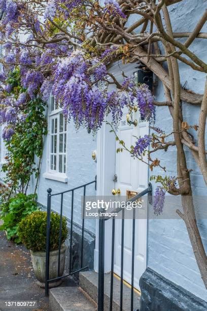 Wisteria House Photos And Premium High Res Pictures Getty Images