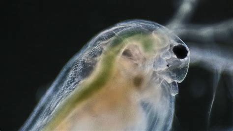 The two species live in slightly different places. Daphnia Under Microscope - Water Flea - YouTube