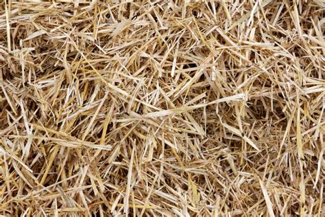 Straw Hay Background Texture Stock Image Image Of Food Agriculture