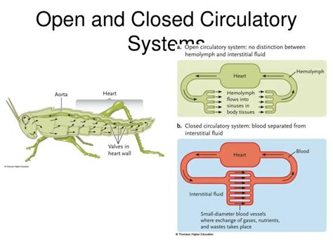 Closed And Open Circulatory Systems